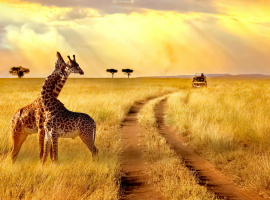 1 ROMANTICO SUDAFRICA