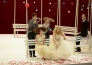 6827 Cosi fan tutte © Matthias Creutziger Dresden Semperoper