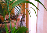 8 HOTEL VILLA DEI PLATANI   BELLARIA