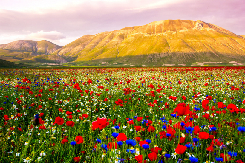 Montefalco, Spoleto e fioritura di Castelluccio di Norcia   09