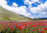 Montefalco, Spoleto e fioritura di Castelluccio di Norcia   10