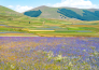 Montefalco, Spoleto e fioritura di Castelluccio di Norcia   11