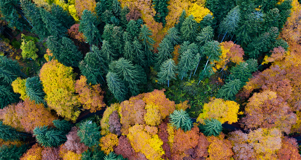 foliage in italia bagni di masino