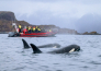 10 TOUR SOGNO ARTICO FIORDI, ISOLE E AURORE