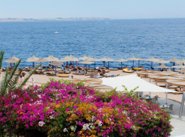 1 Amphoras Aqua   Th baobab    SHARM