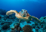 9 Malikia Resort Abu Daddad   MARSA ALAM