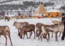 5 TROMSO   AURORA BOREALE
