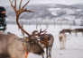 6 TROMSO   AURORA BOREALE