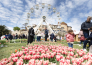 2 FESTA DEL TULIPANO DI CASTIGLIONE DEL LAGO