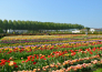 4 FESTA DEL TULIPANO DI CASTIGLIONE DEL LAGO