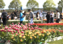 5 FESTA DEL TULIPANO DI CASTIGLIONE DEL LAGO