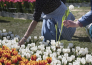 7 FESTA DEL TULIPANO DI CASTIGLIONE DEL LAGO