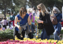 8 FESTA DEL TULIPANO DI CASTIGLIONE DEL LAGO